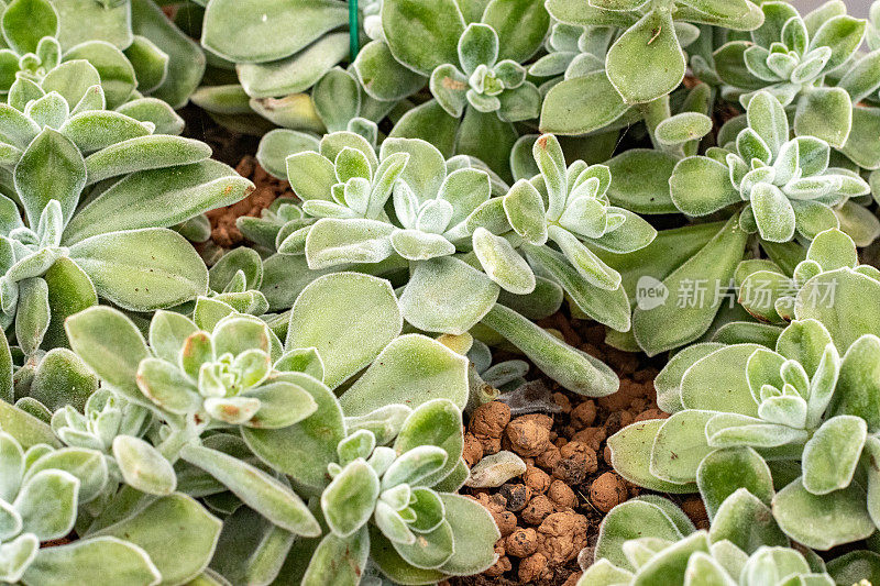 Echeveria 'Frosty'在伦敦，英国